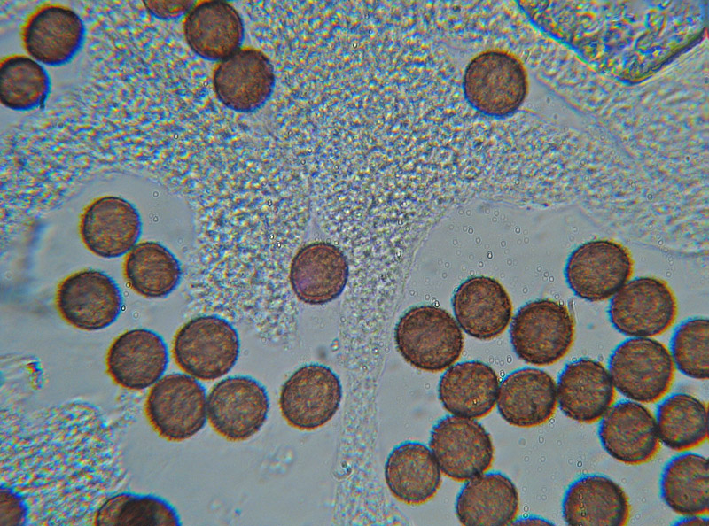 Badhamia sp.